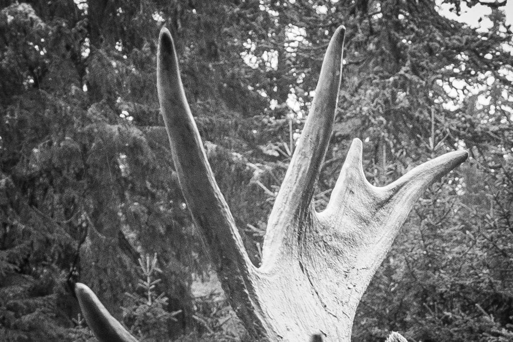 Elgjagt med lokkeelg