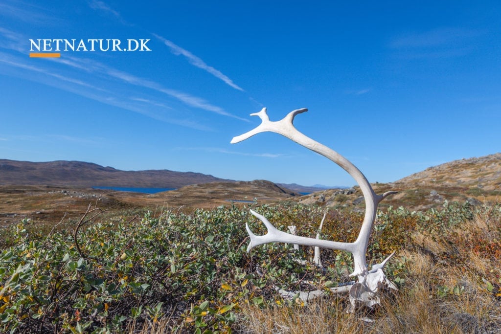 Grønland: Stort jagtområde står i brand