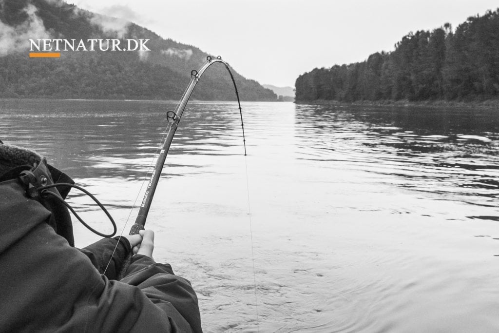 Lystfisker i kamp med "Big one"