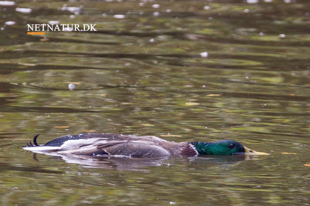 Helt ny giftsag kan spolere andejagten