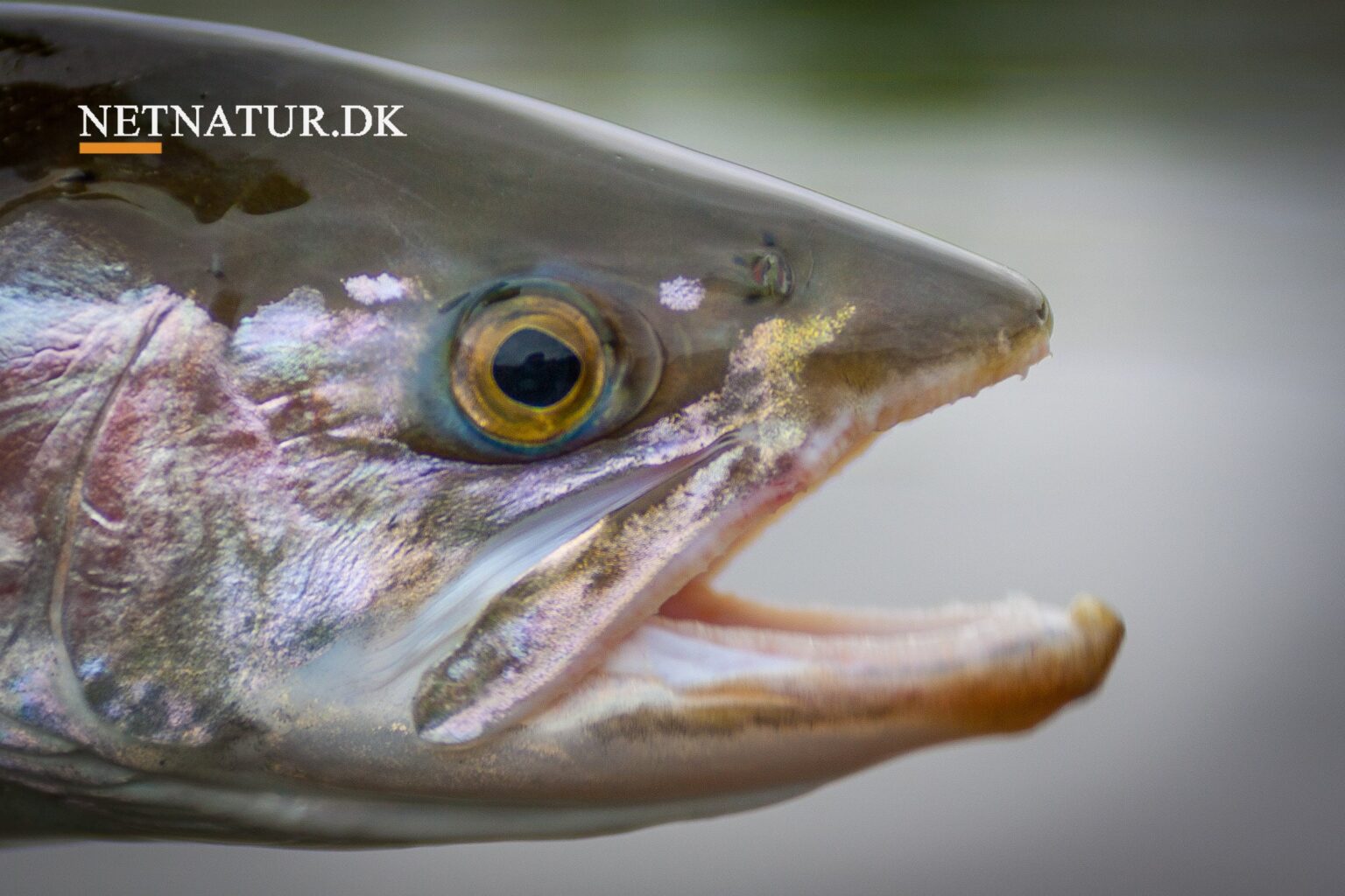 Steelhead: Fiskefilm går tæt på ultimativt fluefiskeri Steelhead: Fiskefilm går tæt på ultimativt fluefiskeri