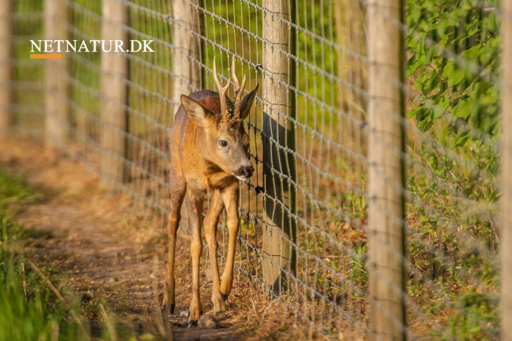 Debattør udvist af hjortedebat
