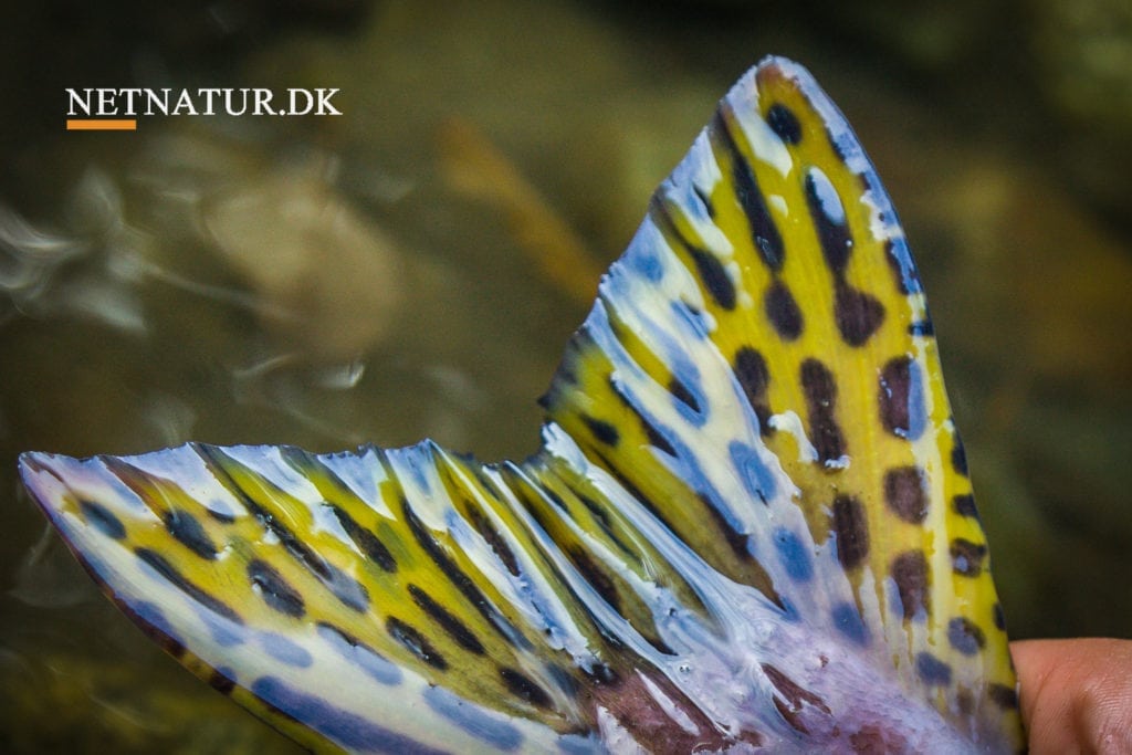 Pukkellaks fanget i endnu et dansk vandløb