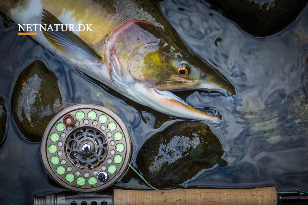 Pukkellaks: Status i danske vandløb