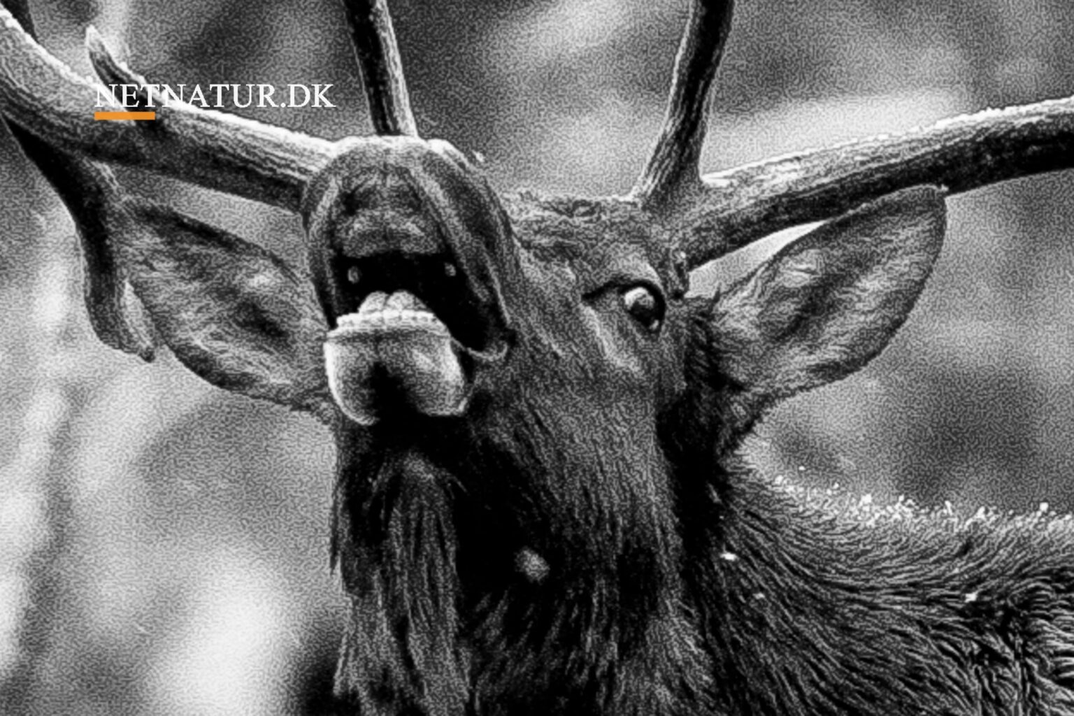 Wapiti hjort i kamp