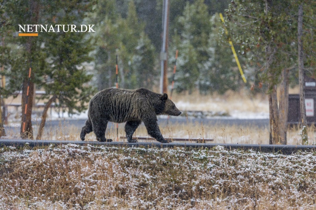 Trofæjagt vs kødjagt Trofæjagt vs kødjagt