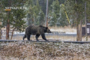 Trofæjagt vs kødjagt Trofæjagt vs kødjagt