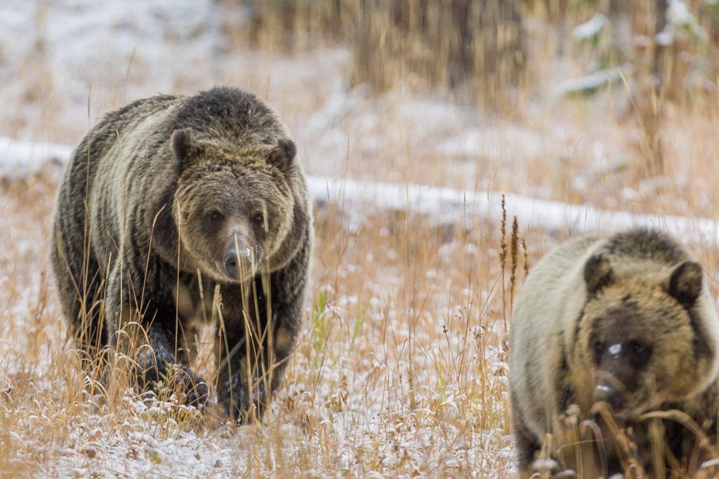 Grizzly må ikke længere jages i Britisk Columbia Grizzly må ikke længere jages i Britisk Columbia