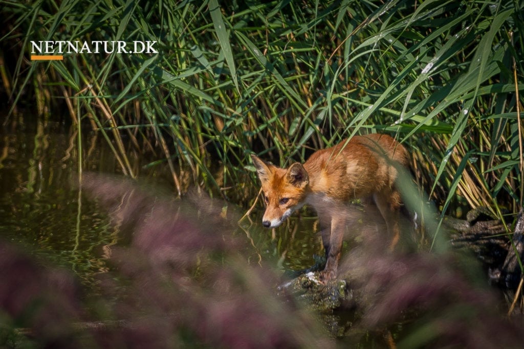 Ræv med kæmpefisk på krogen
