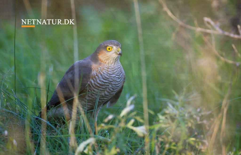 Ulovlig fælde beslaglagt på gods