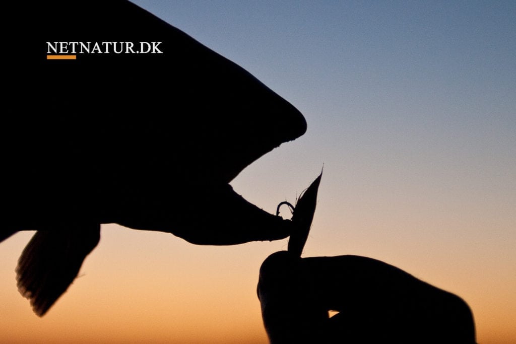 Fluefiskeri i Montana