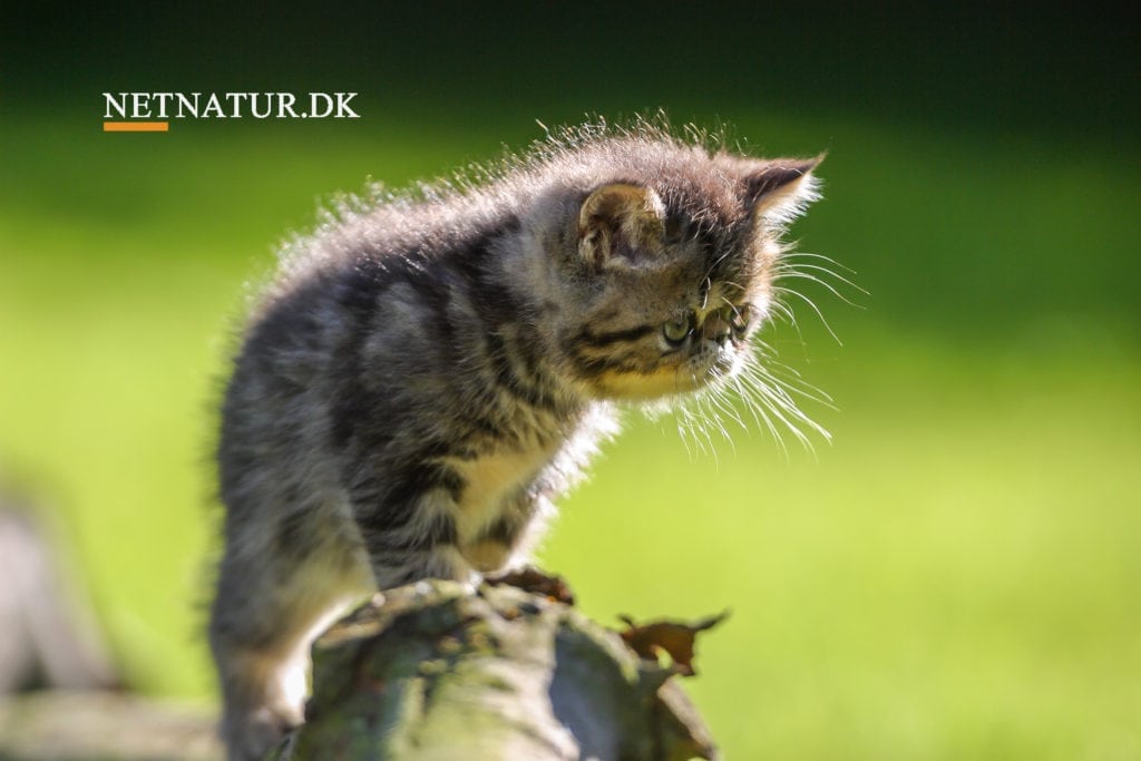 Dyrevelfærdspuljen er nu på 12,5 millioner kroner