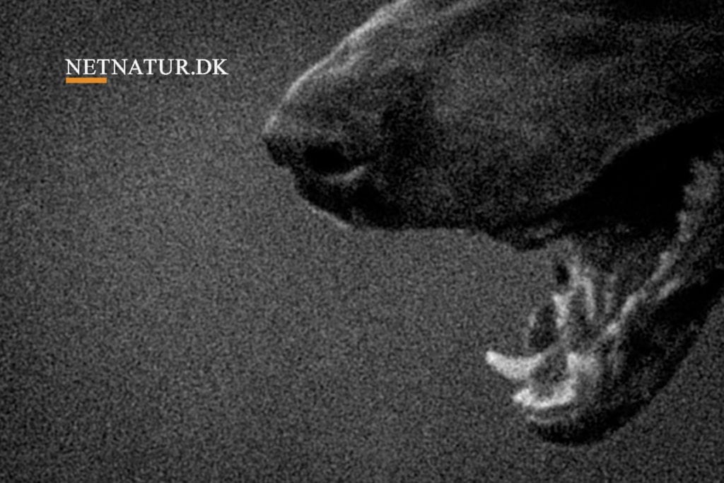 DNA viser, at hund stod bag 10 dræbte får DNA viser at hunde stod bag 10 dræbte får