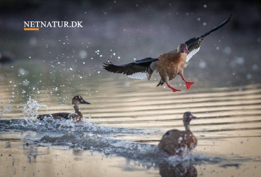 Andejagt i Argentina