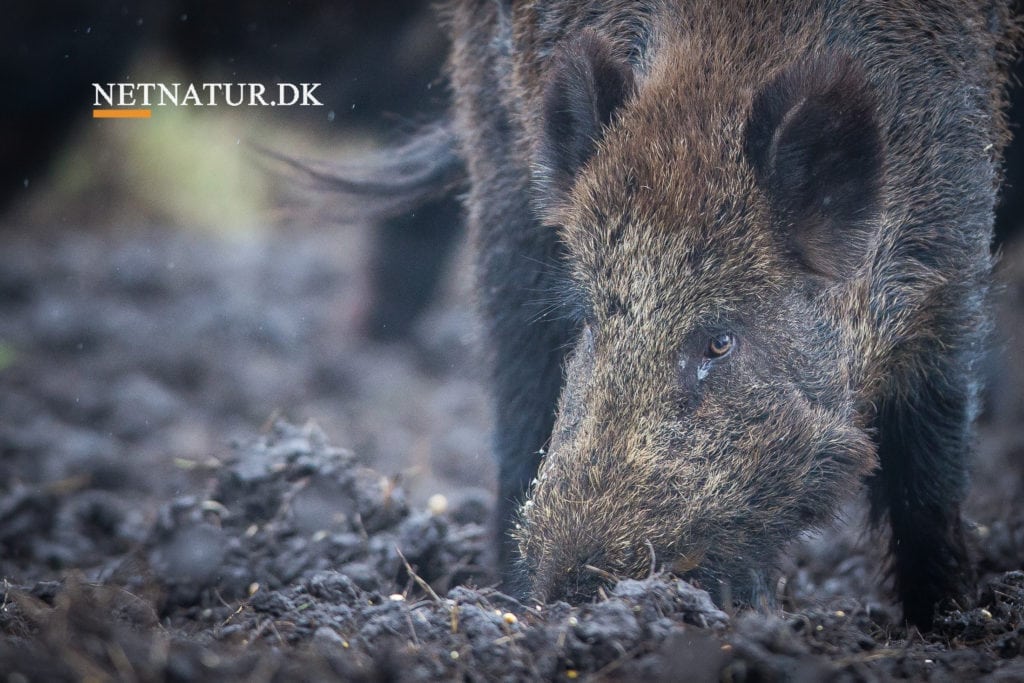 Lolland med vildsvin og bison Lolland med vildsvin og bison