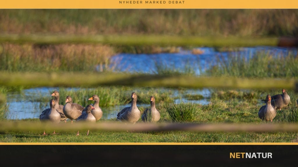 Den Danske Naturfond giver 15 mio. kroner til naturen