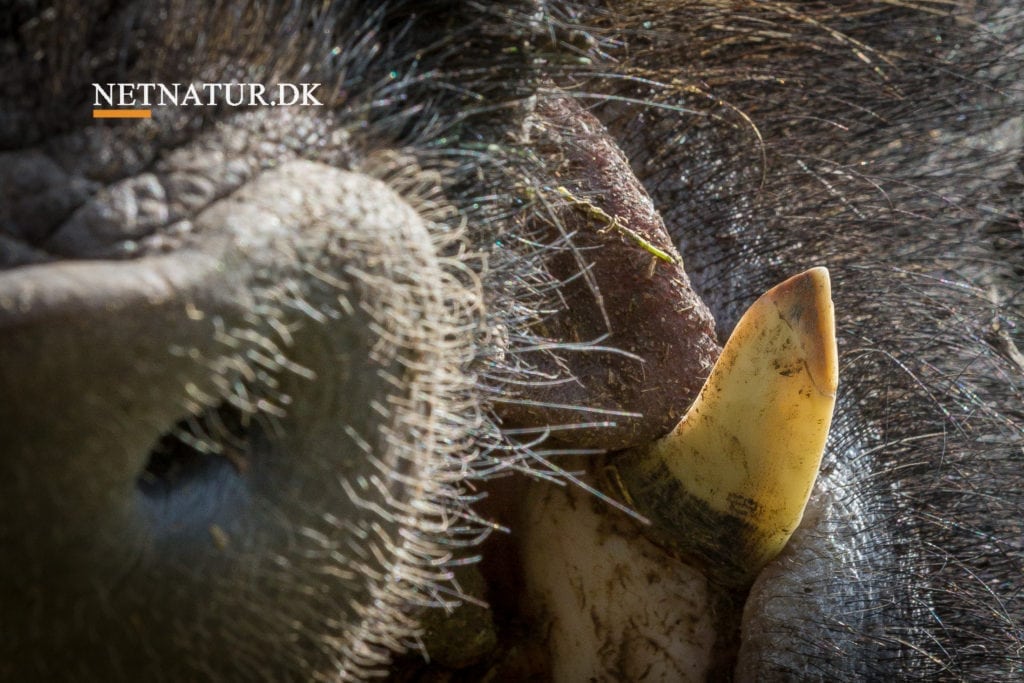 Afrikansk svinepest tager endnu et skridt mod Tyskland