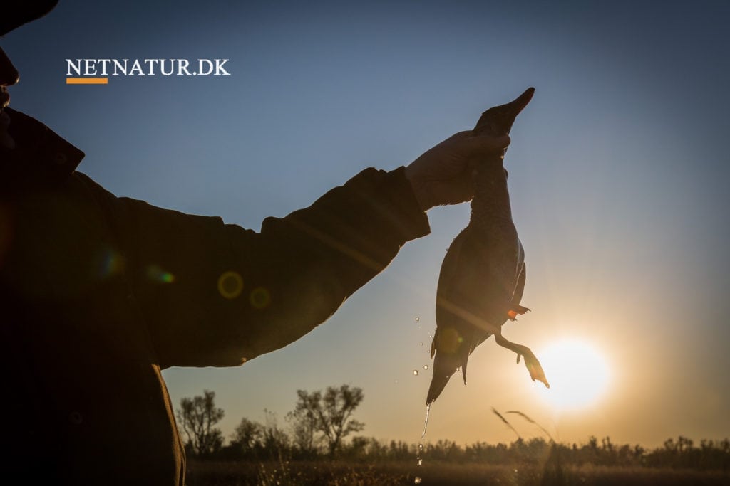 Tilskud kan føre til mindst mulig frihed
