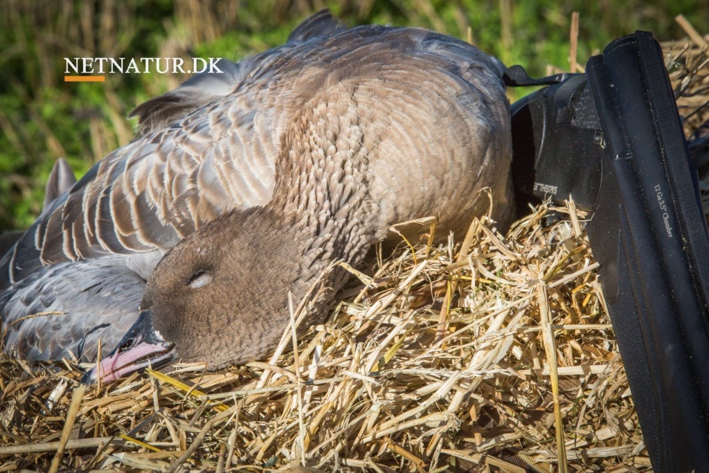 Længere jagttid gav større udbytte af kortnæbbede gæs Længere jagttid gav større udbytte af kortnæbbede gæs