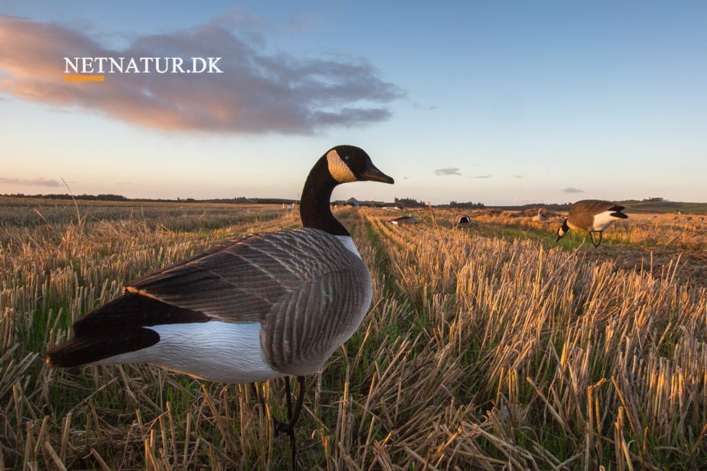 Invasive arter nedlægges oftere