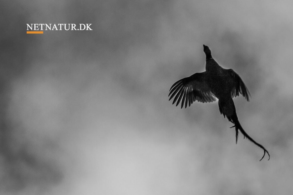 DOF: Ulovlige fælder skal koste retten til fasanudsætning