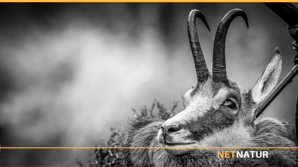 Gemsejagt set fra luften Gemsejagt set fra luften