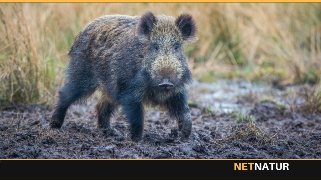 Afskydning at tyske vildsvin når hidtil usete højder