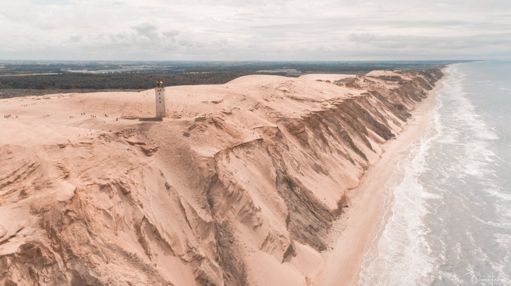 Spiselig plante opdaget ved Råbjerg Knude Spiselig plante opdaget ved Råbjerg Knude