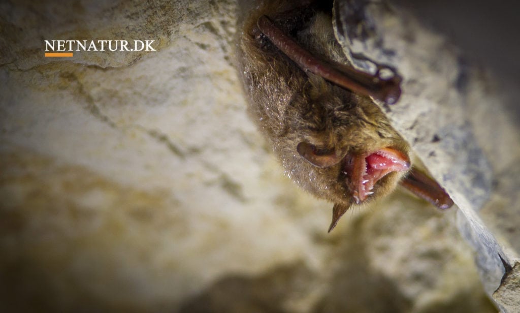 Flagermus: Fejl og fejlfortolkning skal rettes Flagermus: Fejl og fejlfortolkning skal rettes