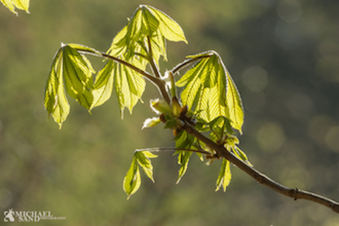 Danske kastanjetræer angribes af møl