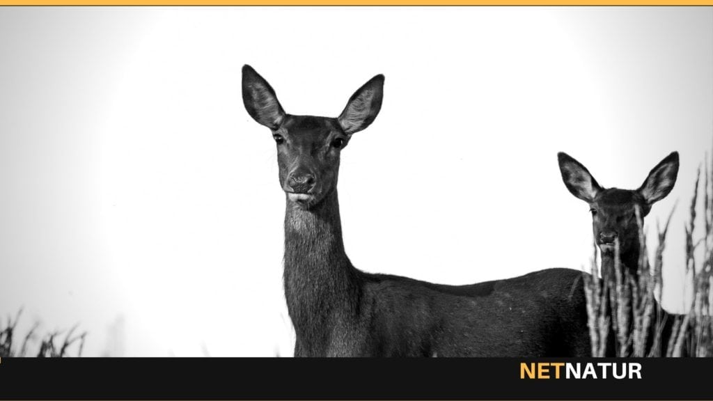 Miljøminister: Ingen jagt i yngletid Miljøminister: Ingen jagt i yngletid