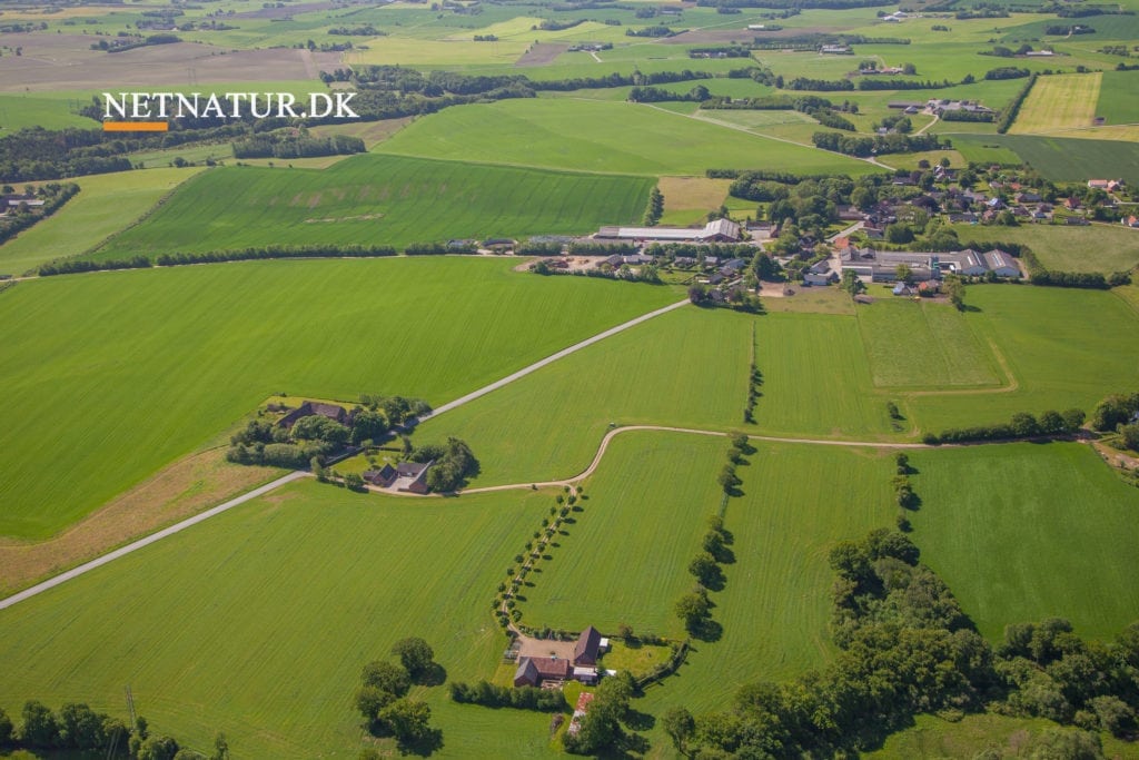 Levende hegn går til flis