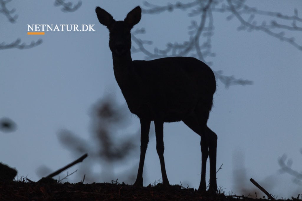 Ulovlige snarer fundet ved Farsø
