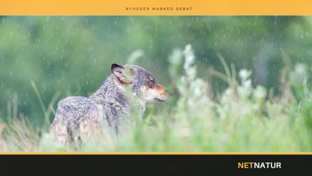 Muldyr skal beskytte husdyr mod ulve