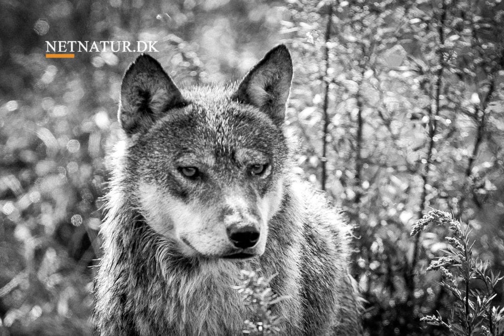 Ulv og bramgås og nyt taskforce