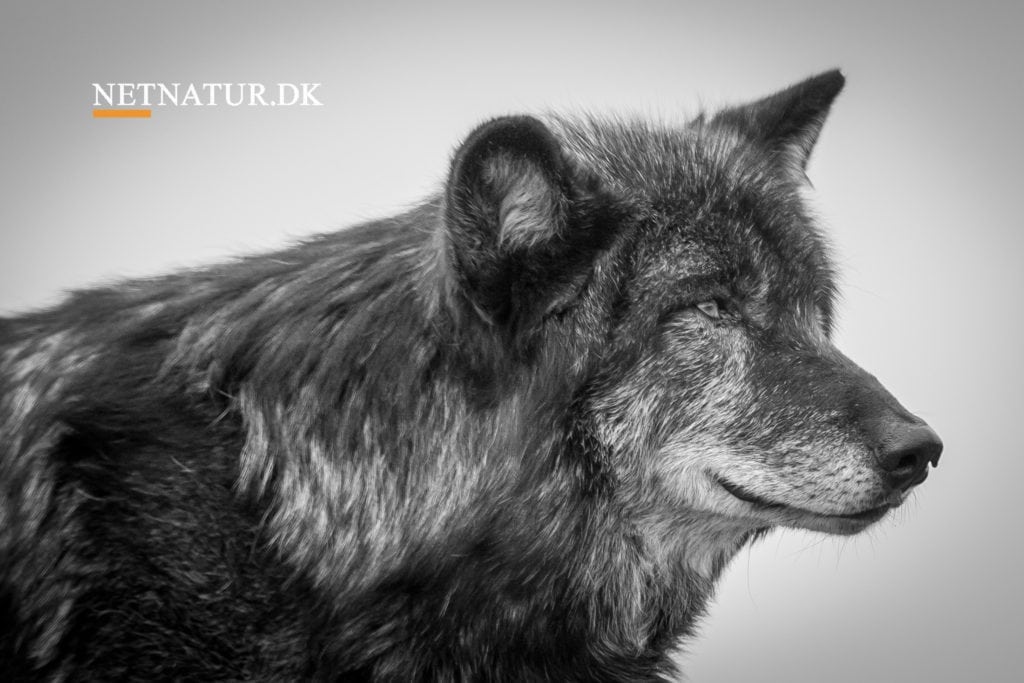 Ulv satte skræk i mor til barn på tre år