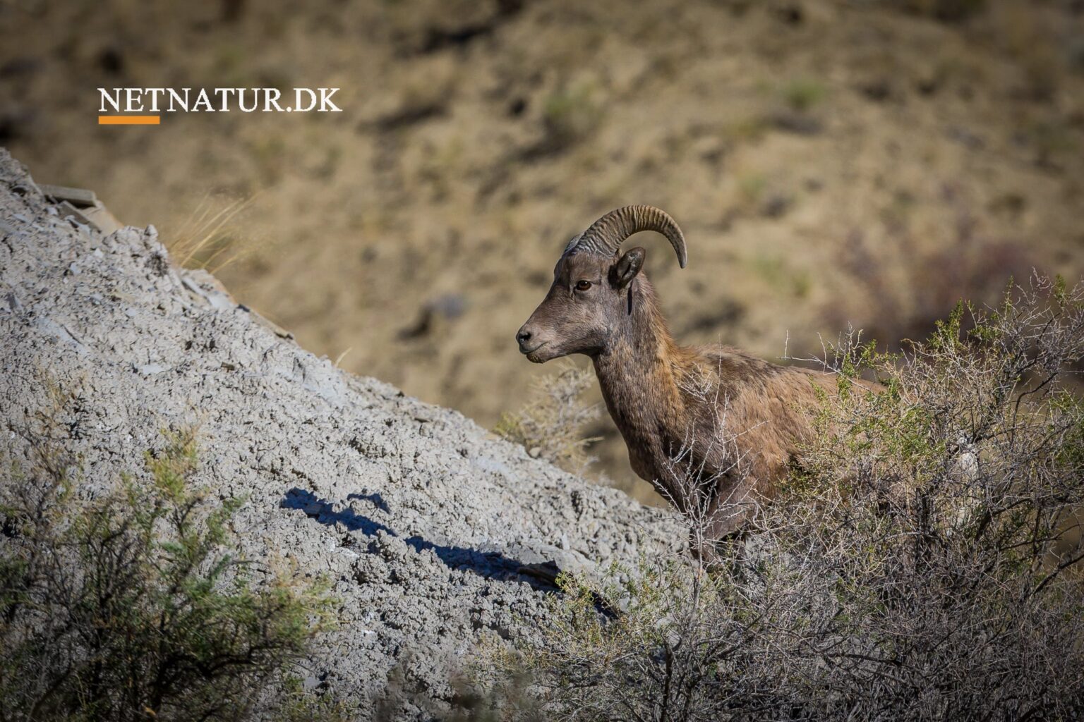 Bighorn sheeps i hovedrystende styrkeprøve