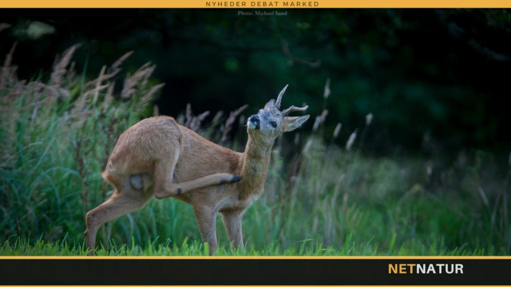Hvad mener Jægernes formand? Naturstyrelsen udlejer jagten i Vestskoven Ledøjevej
