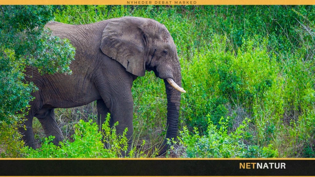 WWF: Auktionshusene kan gøre dig kriminel