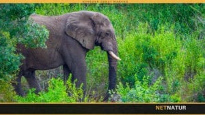 WWF: Auktionshusene kan gøre dig kriminel