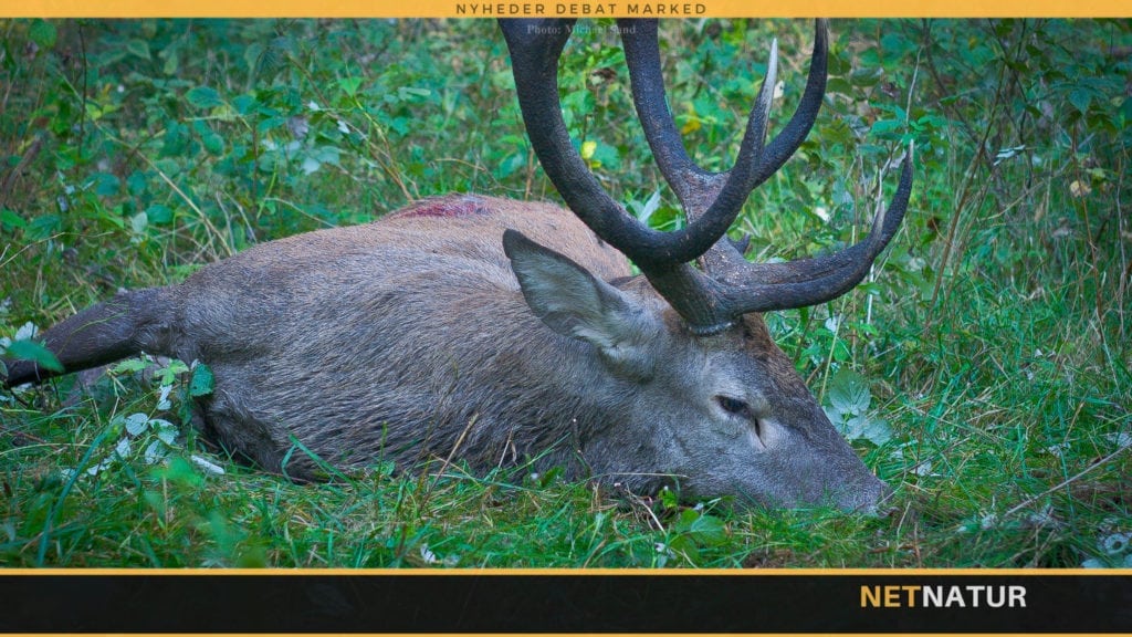 Naturstyrelsen udbyder jagten på 3 arealer