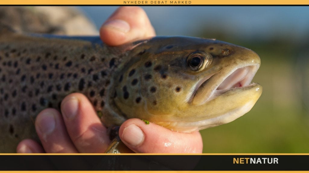 Fluefiskeri i nordamerikanske skønmalerier