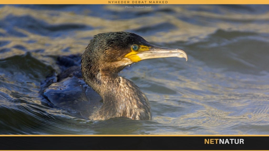 Skarven - vel nok Danmarks mest udskældte fisker