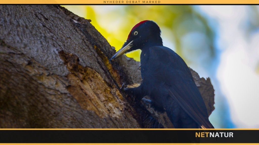 Stor udlægning af urørt skov giver naturen førsteprioritet
