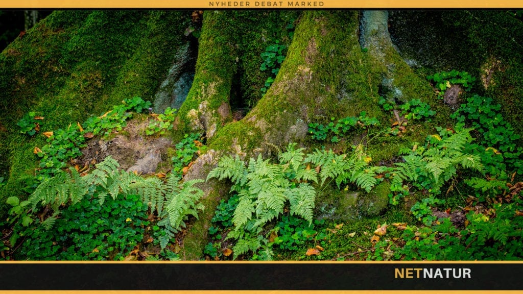 Statsskovene har kortlagt værdifuld skovnatur