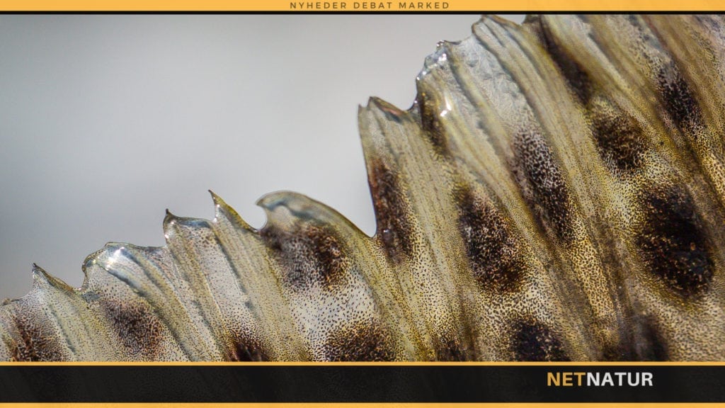 Argentina og fluefiskeri efter regnbueørreder