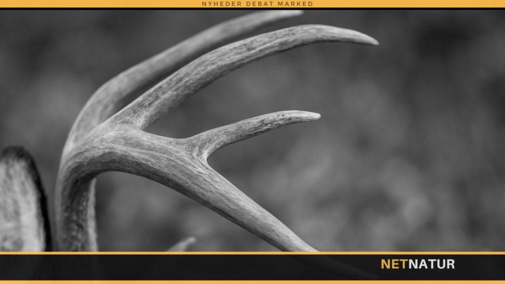Whitetail reddet i sidste øjeblik
