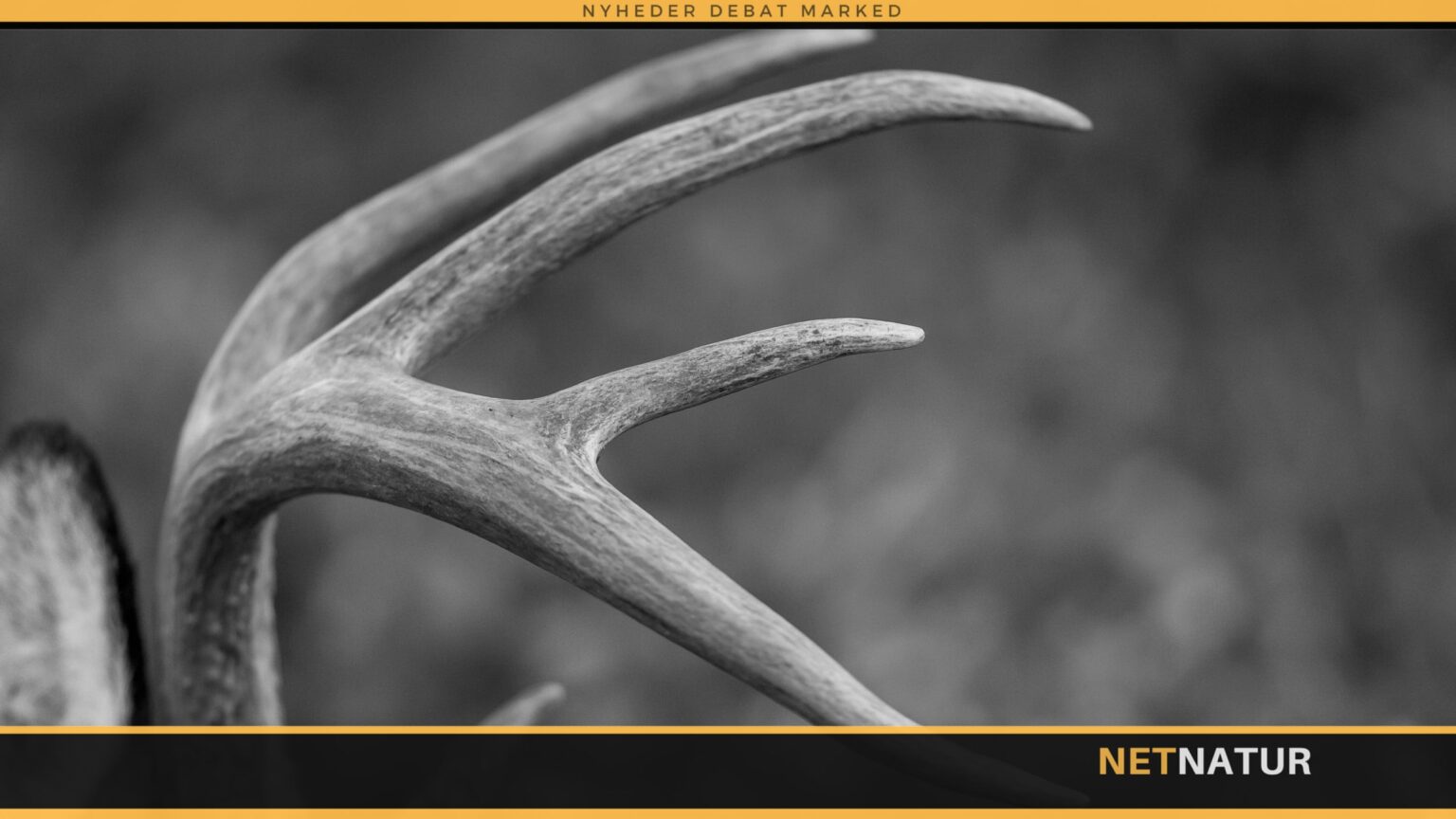 Whitetail reddet i sidste øjeblik Whitetail reddet i sidste øjeblik