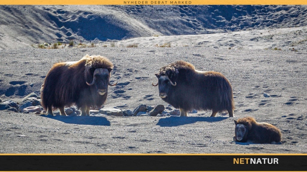 Vinterjagt på moskus og ren