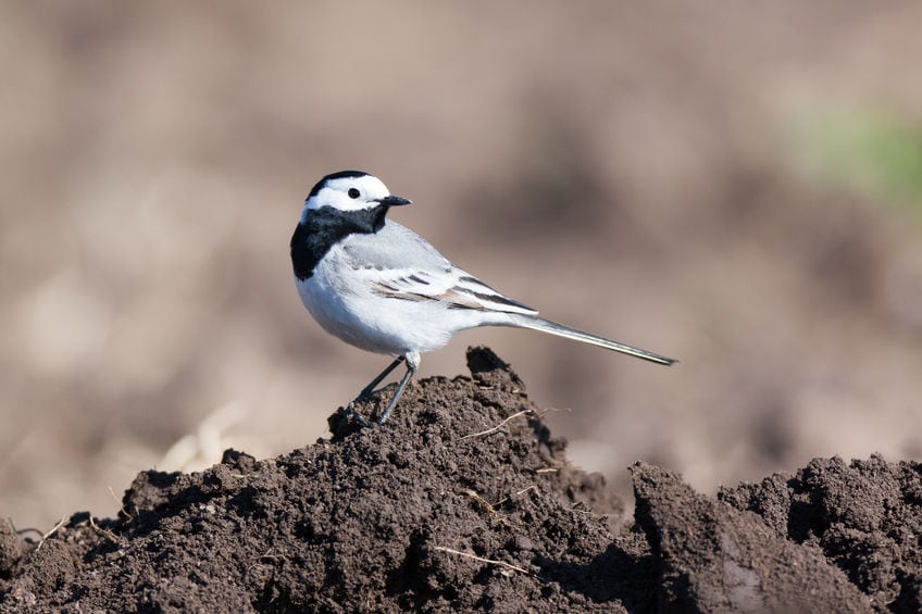 Hvid vipstjert - en dansk succeshistorie